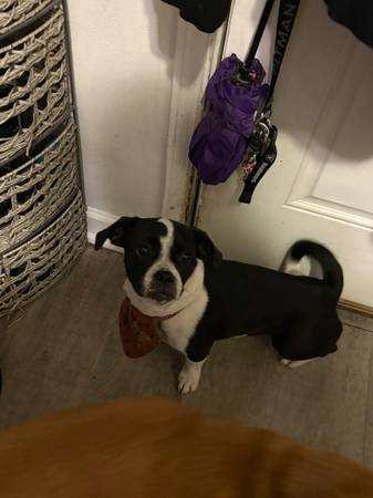 7 month old pug/boxer mix (dublin / pleasanton / livermore)63934210014339121
