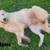 LGD Great Pyrenees Puppies 4 thumbnail