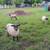 Shetland Sheep 3 thumbnail