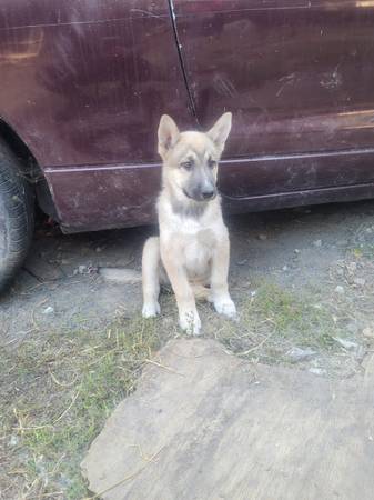 Husky/ Pastor Alemán (hercules, pinole, san pablo, el sob)63852312114433124