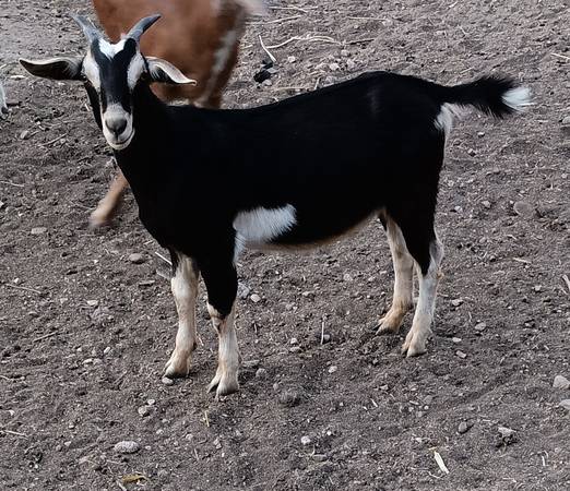 Goat 1