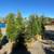 Landscaping Evergreens and Arbrovite 7 thumbnail