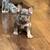 American pocket bullies 3 thumbnail