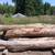 elm wood logs for custom milling 2 thumbnail