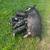 Kune Kune Piglets, ALL FEMALE! 1 thumbnail