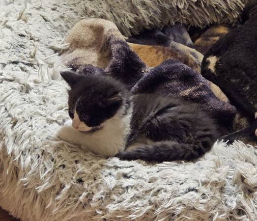 Kittens need for ever home (Las Vegas)63860184627715122