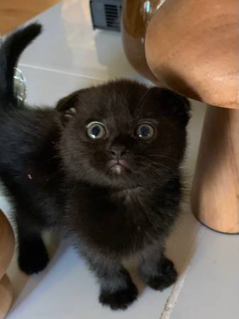 Gatitos adorables63821689990657120