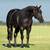 APHA Dunalino Mare In Foal 6 thumbnail