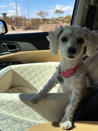 Rehoming Bichon/Chihuahua mix64007247681665122
