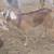 4-6mo old goat does 2 thumbnail