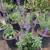 Salvia 9 thumbnail