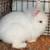 Lionhead rabbits 3 thumbnail