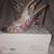 New Betsey Johnson heels 3 thumbnail
