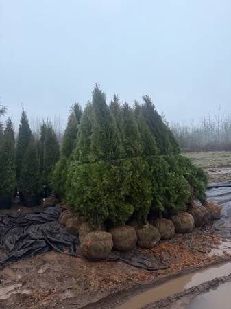 Emerald Green Arborvitae 1
