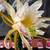 Harvested some spectacular rare dragon fruit cuttings  Come checkout m 9 thumbnail