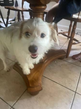 Rehoming dog (Clovis)545924877974261761