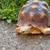 Sulcata Tortoise 3 thumbnail