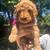Mini goldendoodle 2 thumbnail