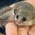 2 African Dormice 2 thumbnail