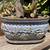 Succulent Planters in Vintage Pots, Sifters, and More 21 thumbnail