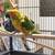 Sun Conure 2 thumbnail
