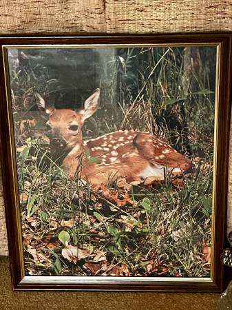 Whitetail Deer fawn framed print 1