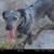 Rehome for queensland 2 thumbnail