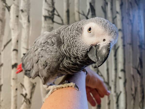 Grey Parrot 1