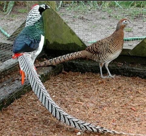Ornamental Pheasants (St Inigoes MD)63917858287619120