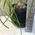 A lovely ponytail palm tree in a pretty glazed pot 5 thumbnail