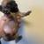 Fawn male pug puppy 4 thumbnail
