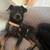 LOST DOG - QUEENS - UTOPIA PKWY - BLACK/BROWN CHI BEAGLE MIX 3 thumbnail