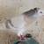 Armenian tumblers extra male pigeons 13 thumbnail