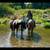 5 year old QH paint 1 thumbnail