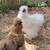 White Bearded Silkie Rooster 1 thumbnail