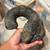 Giant Didymoceras Fossil 6 thumbnail