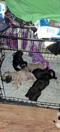 Pug pups 1