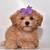 Toy Poodle 3 thumbnail