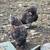 Blue Laced Wyandotte Chicks 5 thumbnail