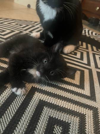 Kittens for sale (North Las Vegas)63860182939907124