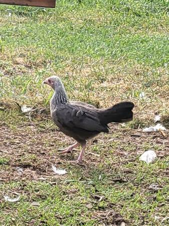 5 month old bantam hen 1