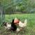 Organic chicken (processed) 2 thumbnail