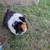 Guinea Pig 2 thumbnail
