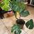 Large monstera deliciosa - 2.5 feet tall 1 thumbnail