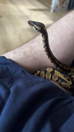 Rehoming snakes (Malvern)63682138760195121