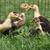 Ducks 10 thumbnail