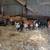 IPP pigs 1 thumbnail