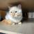 Cat 2 thumbnail