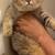 Charming british kittens 1 thumbnail
