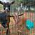 2 Mini Nubians 3 thumbnail